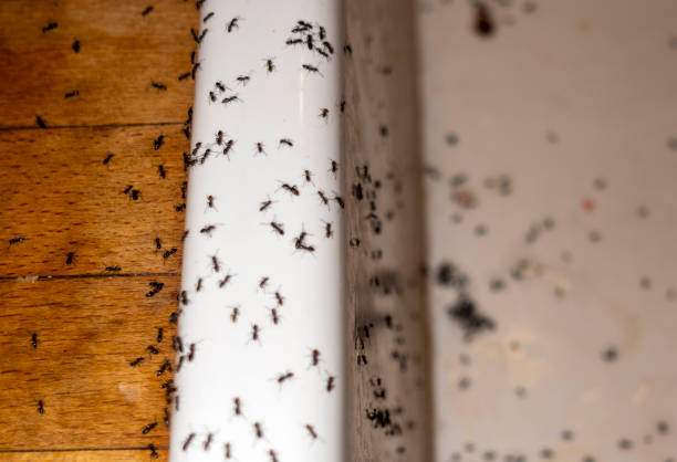 Best Pest Removal Services  in Woody, WA